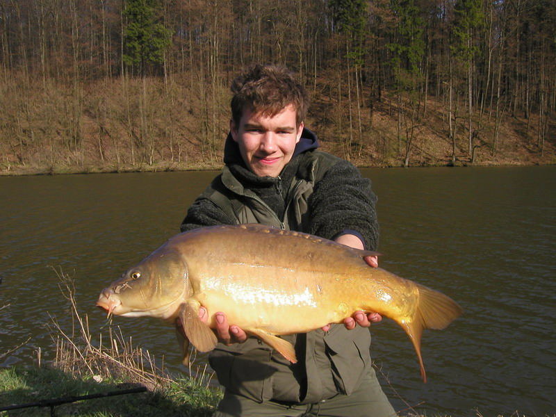 Schöner Spiegelkarpfen beim Angeln im Nethestausse (Neuenheerse)