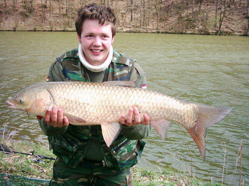 Toller Amur Graskarpfen beim Angeln am Nethestausee Neuenheerse