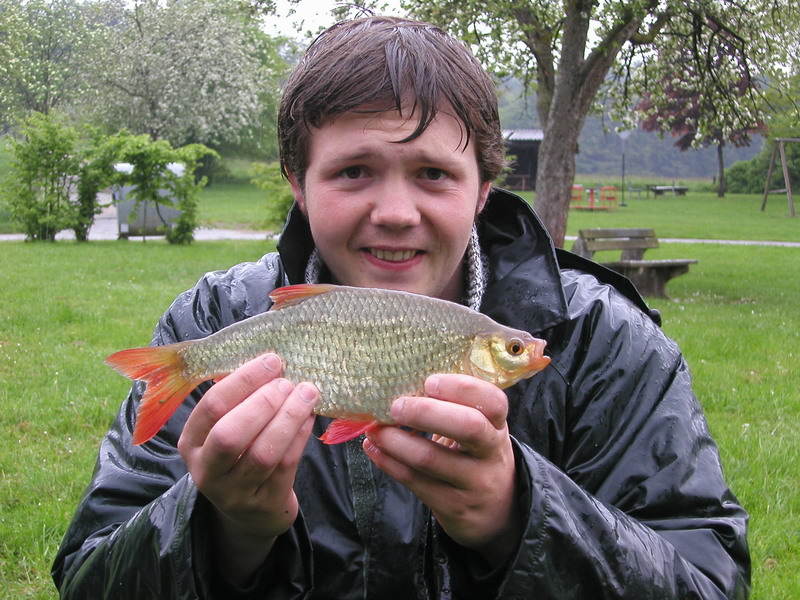 Tolle Rotfeder (common rudd) aus dem Nethestausee