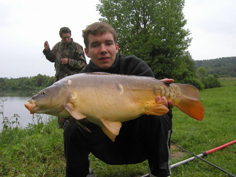 Schöner Karpfen (Spiegelkarpfen) beim Angeln im Nethestausee