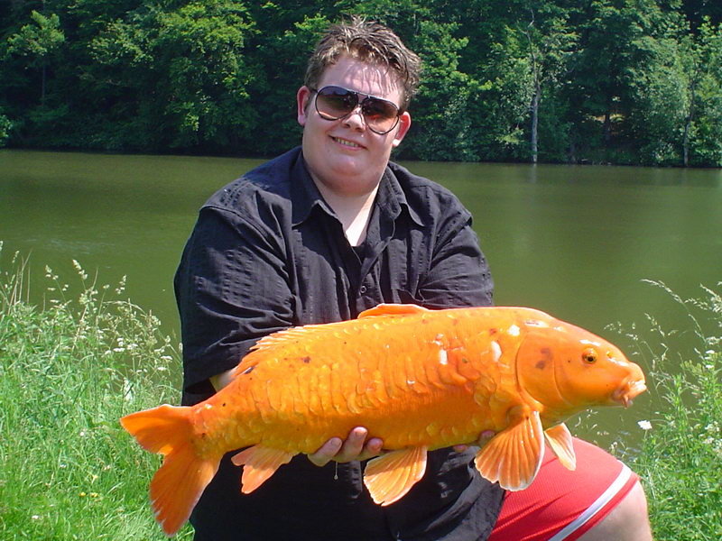 Oranger Koikarpfen (Koi, Nishikigoi) beim Angeln im Sommer aus dem Nethestausee