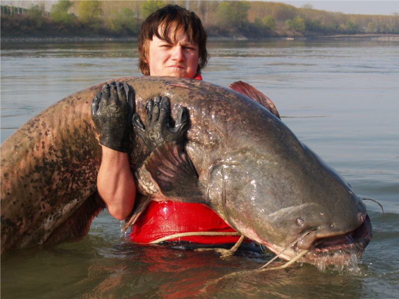 Mächtiger Waller (Wels) beim Angeln im Fluss Po in Italien 