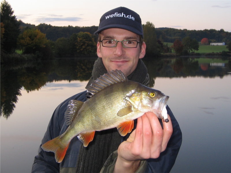 Dicker Barsch im Herbst aus dem Nethestausee