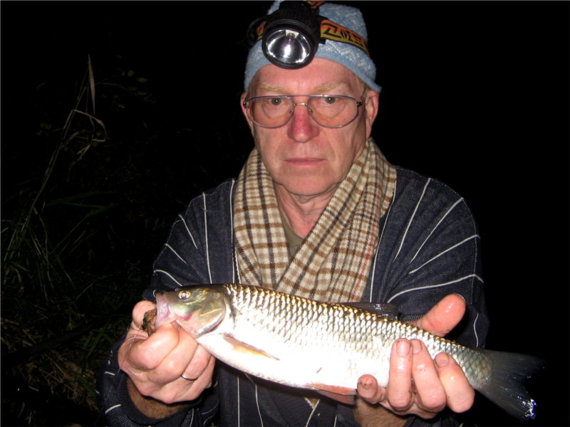 Döbel (Squalius cephalus) beim Angeln in der Alme bei Paderborn