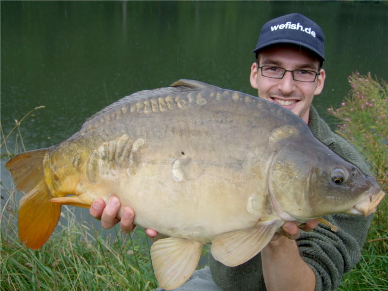 Dicker Spiegelkarpfen aus dem Nethestausee