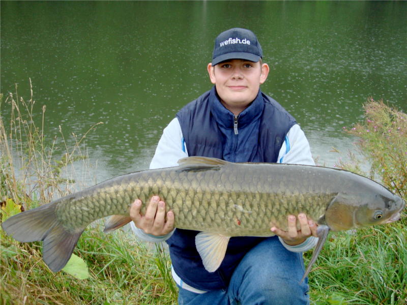 99 cm Amur Graskarpfen im Regen aus dem Nethestausee