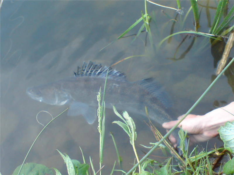 Catch and Release eines Zanders aus dem Nethestausee