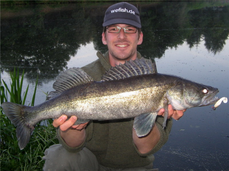 Zander beim Angeln mit Gummifisch aus dem Nethestausee