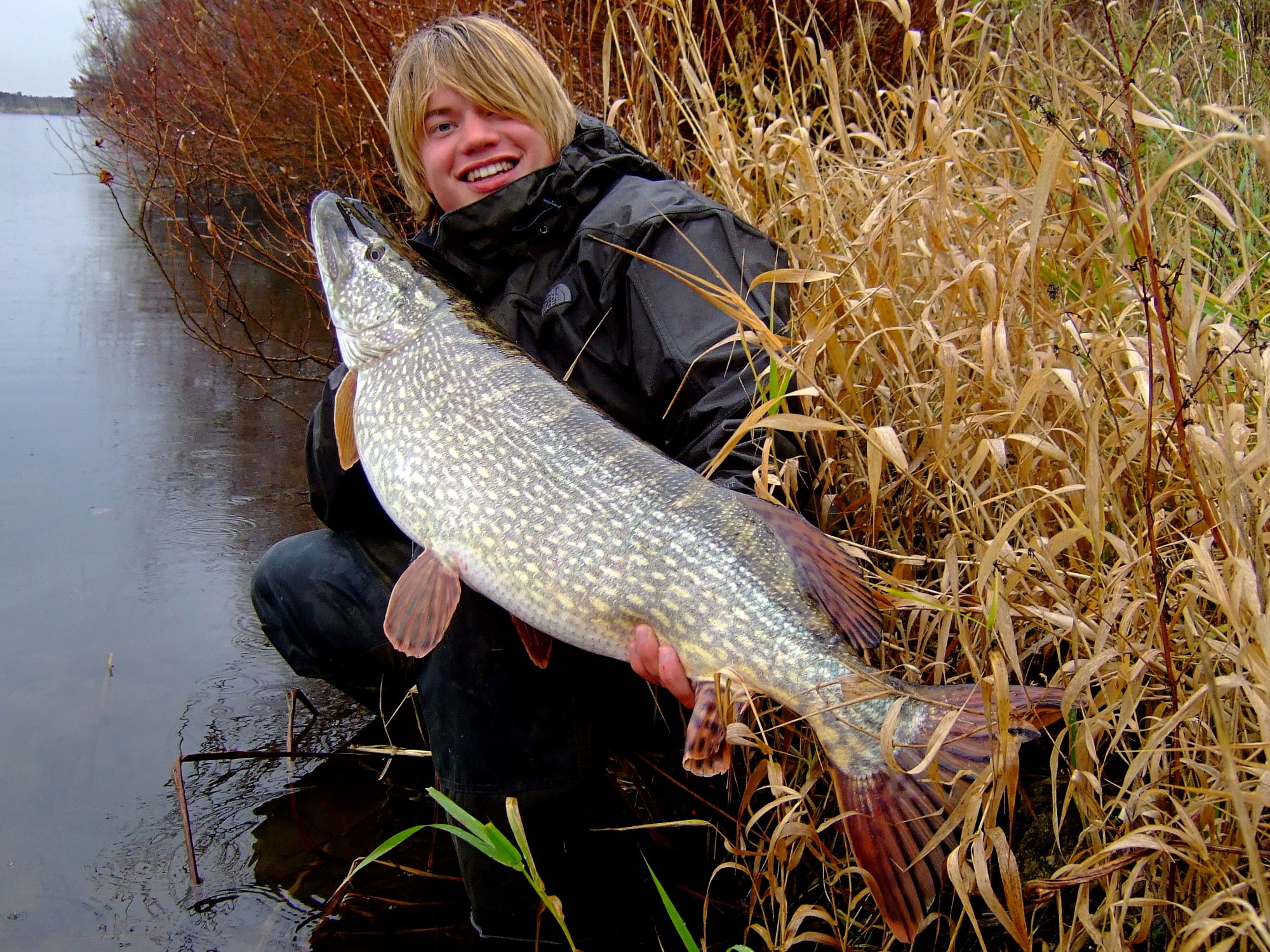 Großhecht (Esox lucius) am Schilf beim Angeln im Raum Göttingen