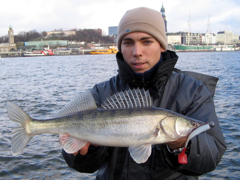 Zander beim Angeln im Winter an der Elbe in Hamburg