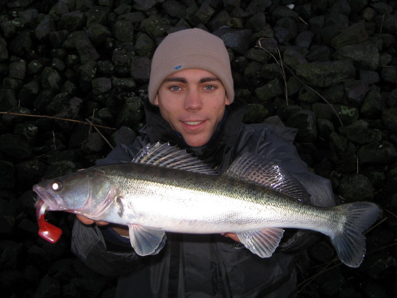 Zander auf Gummifisch beim Angeln an der Steinpackung in der Elbe.