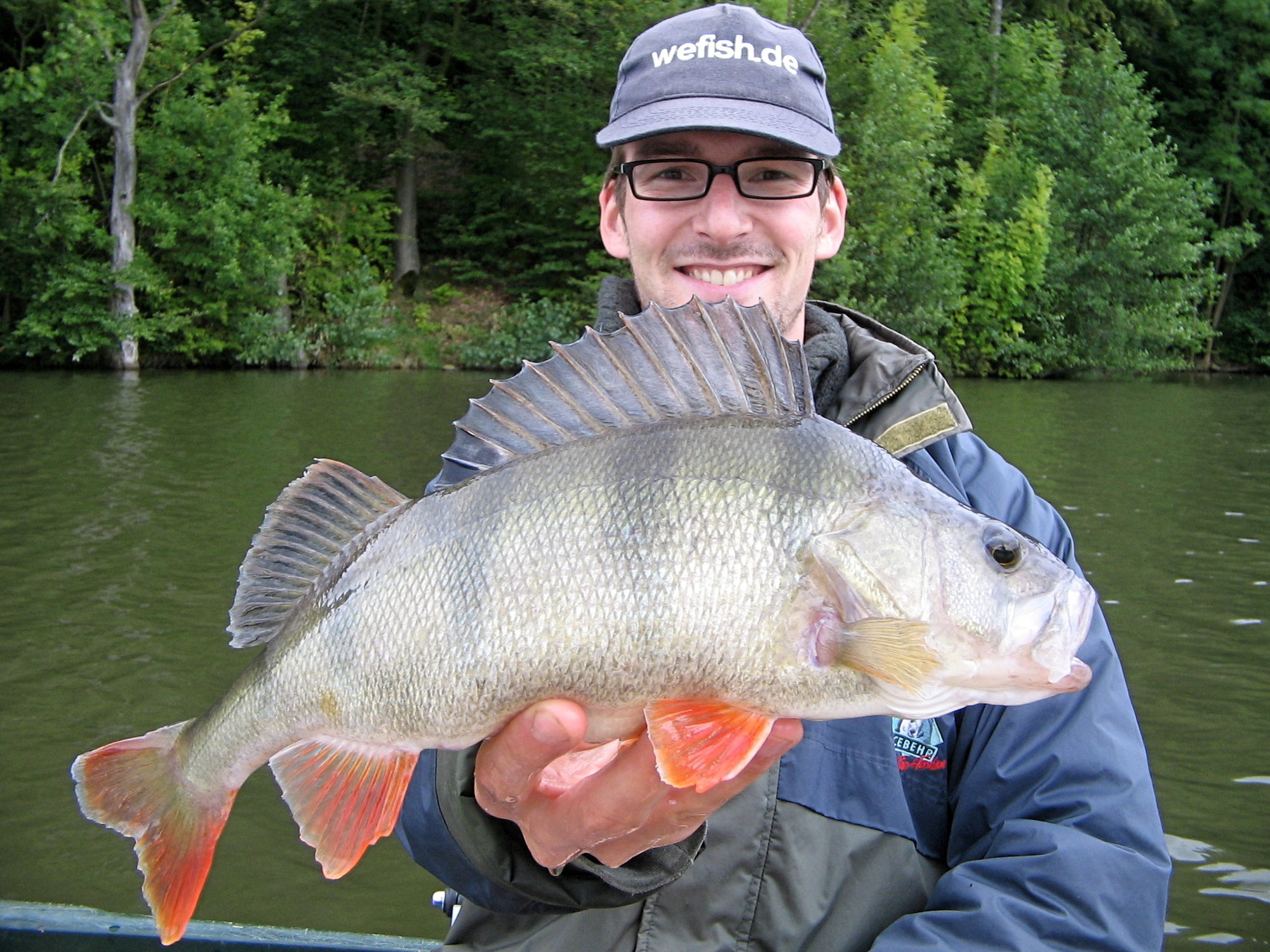 Dicker Barsch (Perca fluviatilis) beim Angeln aus dem Nethestausee