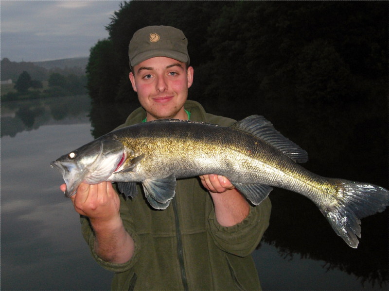 Zander auf Gummifisch aus dem Nethestausee