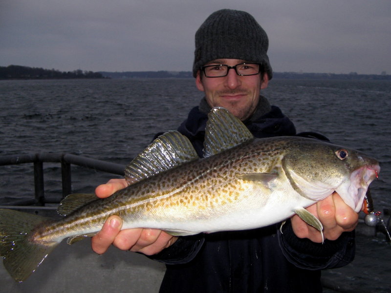 Dorsch auf Krebsimitat in 4'' aus der Ostsee bei Kiel