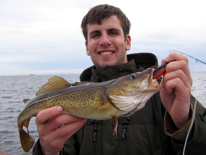 Tangdorsch auf Lunker City Fin-S Fish aus der Ostsee bei Kiel