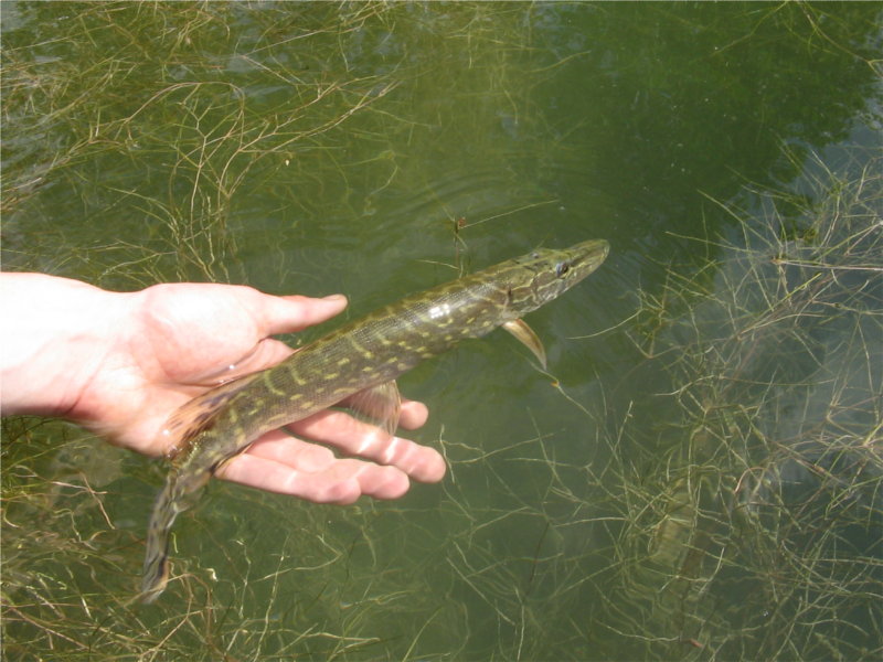 Kleiner Hecht Catch and Release am Nesthauser See