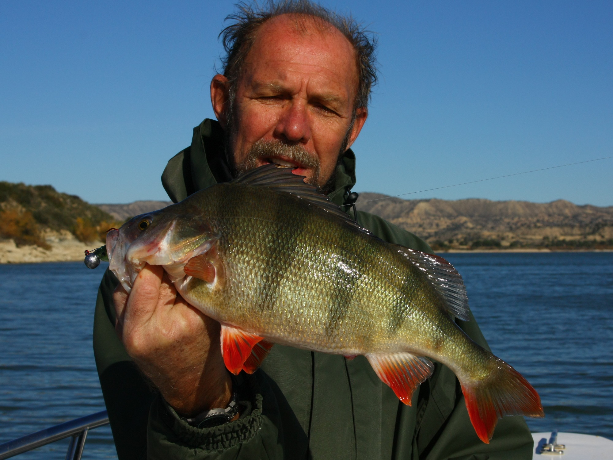 Ein richtig guter Barsch aus dem Embalse de Mequinenza