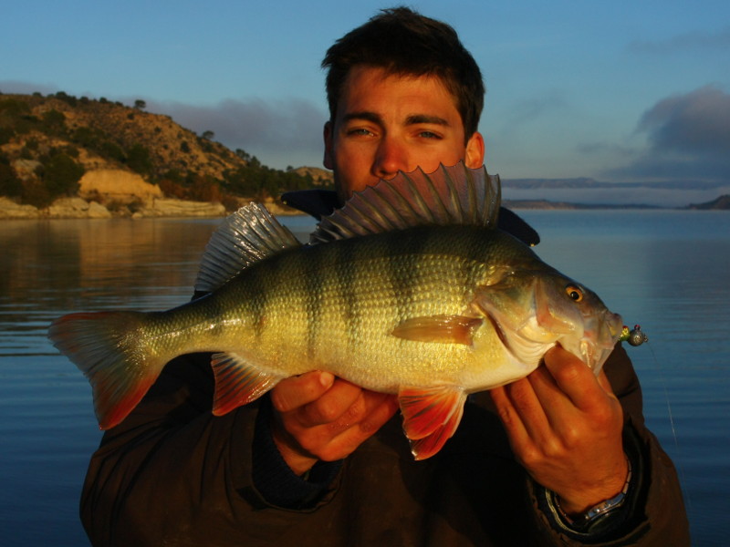 Dicker 46cm Barsch beim Angeln im Embalse de Mequinenza