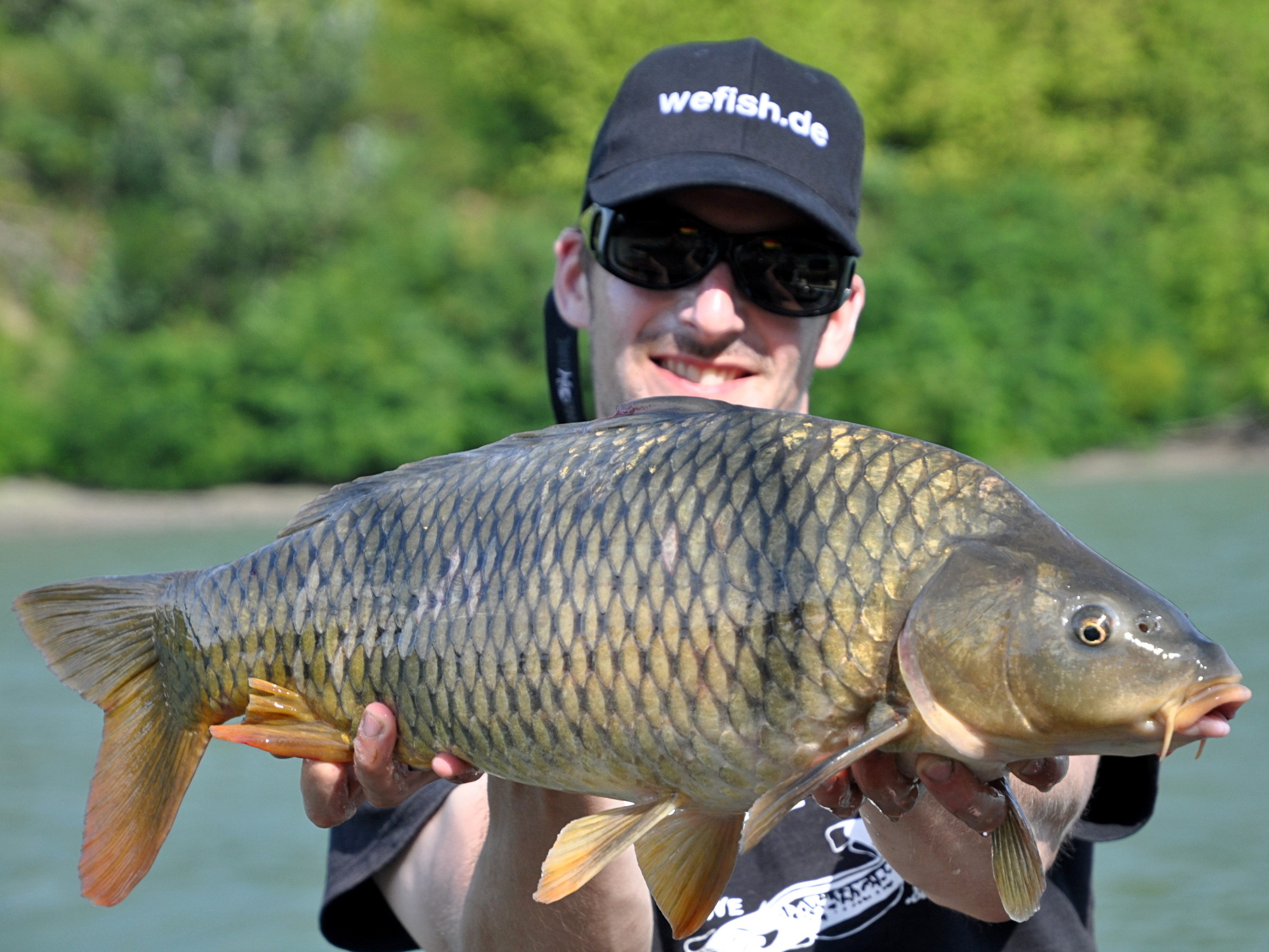 Toller Wildkarpfen (Cyprinus carpio) aus Südfrankreich