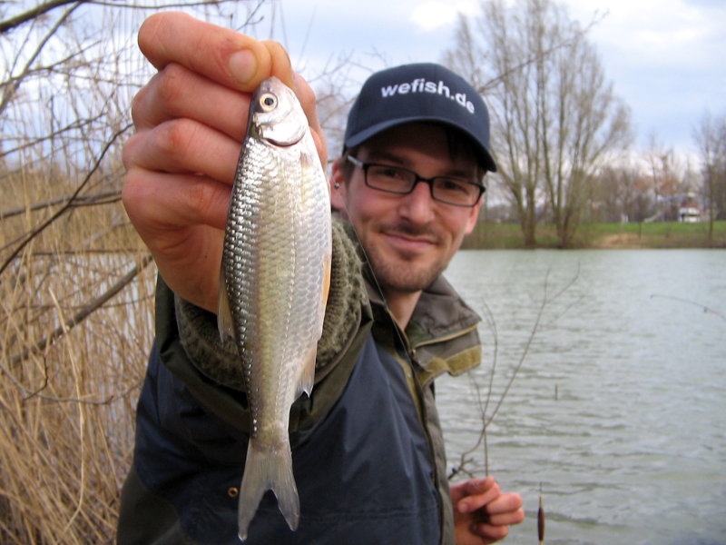 Hart erstipptes Rotauge (Rutilus rutilus) beim Angeln im Nesthauser See