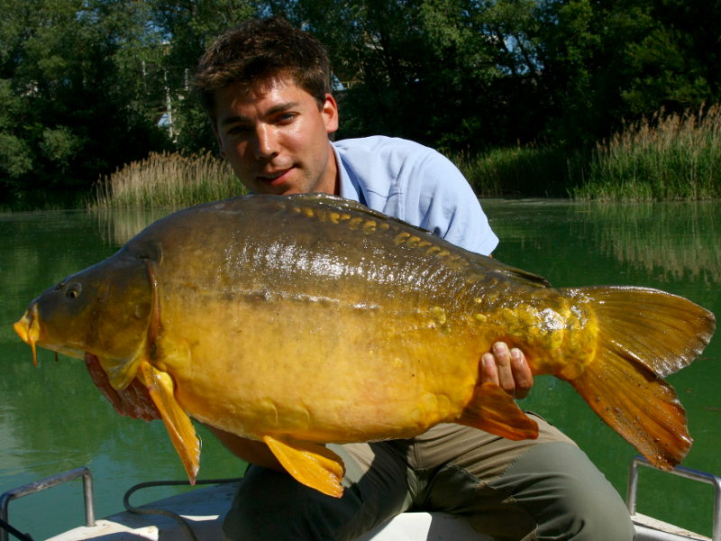 Kapitaler Spiegelkarpfen aus dem Nesthauser See