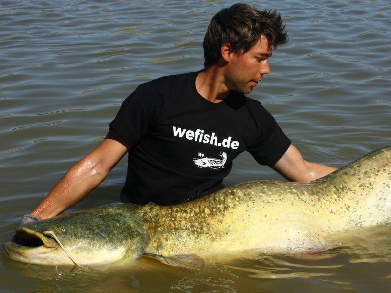 Großwaller trifft auf seinen Fänger am Embalse de Mequinenza