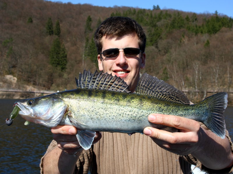 Toll gezeichneter Zander beim Angeln im Diemelsee