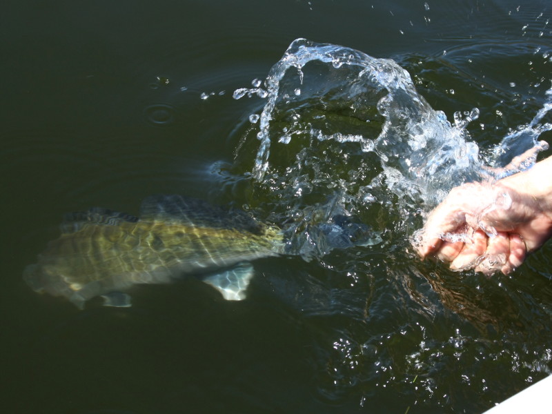 Zander Catch and Release beim Angeln am Diemelsee