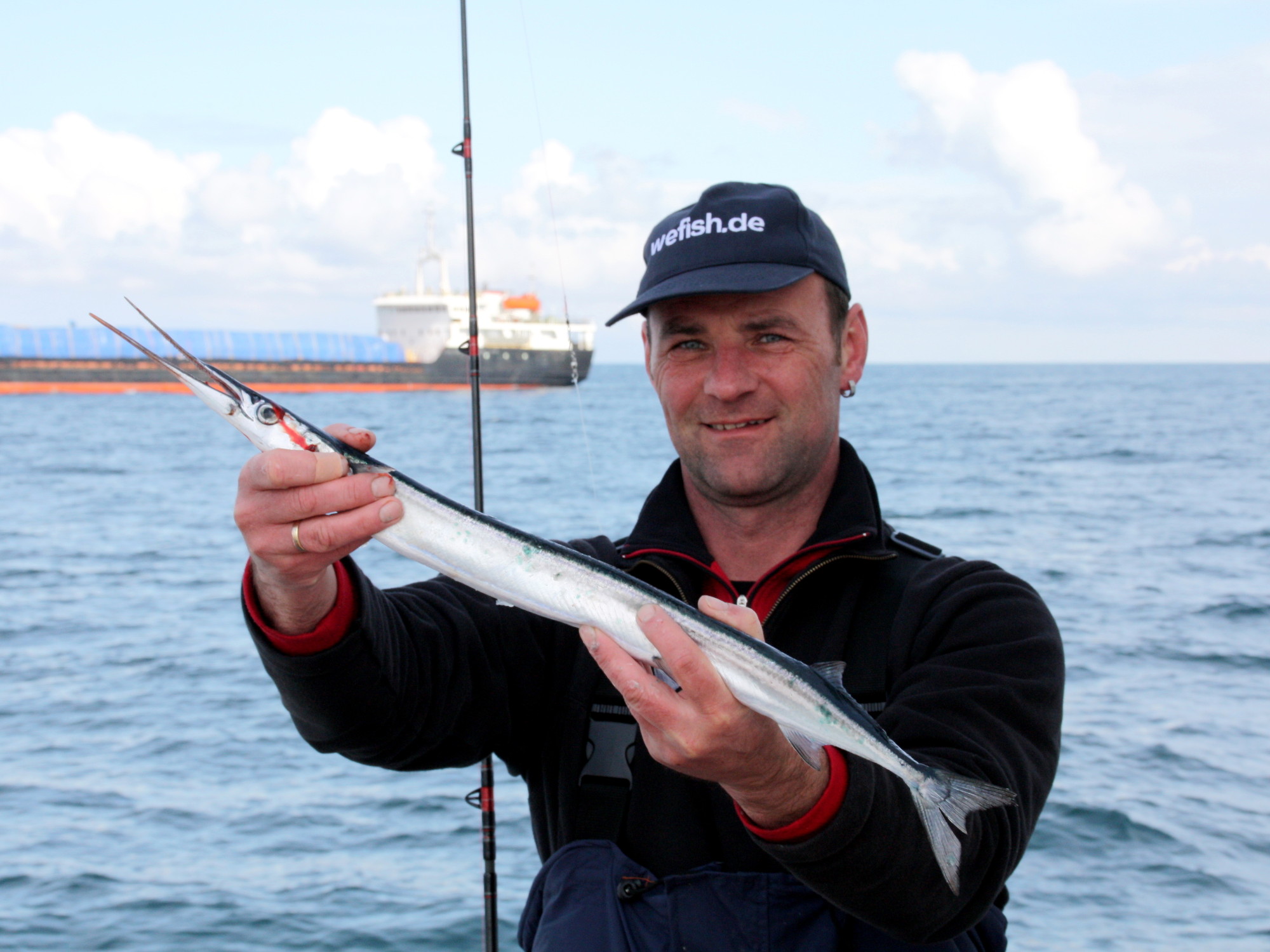 Hornhecht (Belone belone) aus der Nordsee bei  Hirtshals, Dänemark