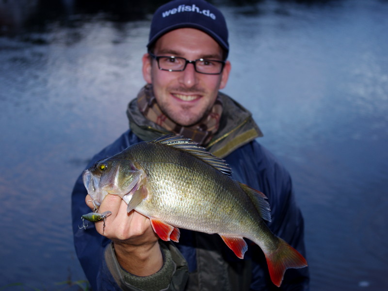 40cm langer Moppelbarsch auf Illex Squirrel 61SP aus der Weser