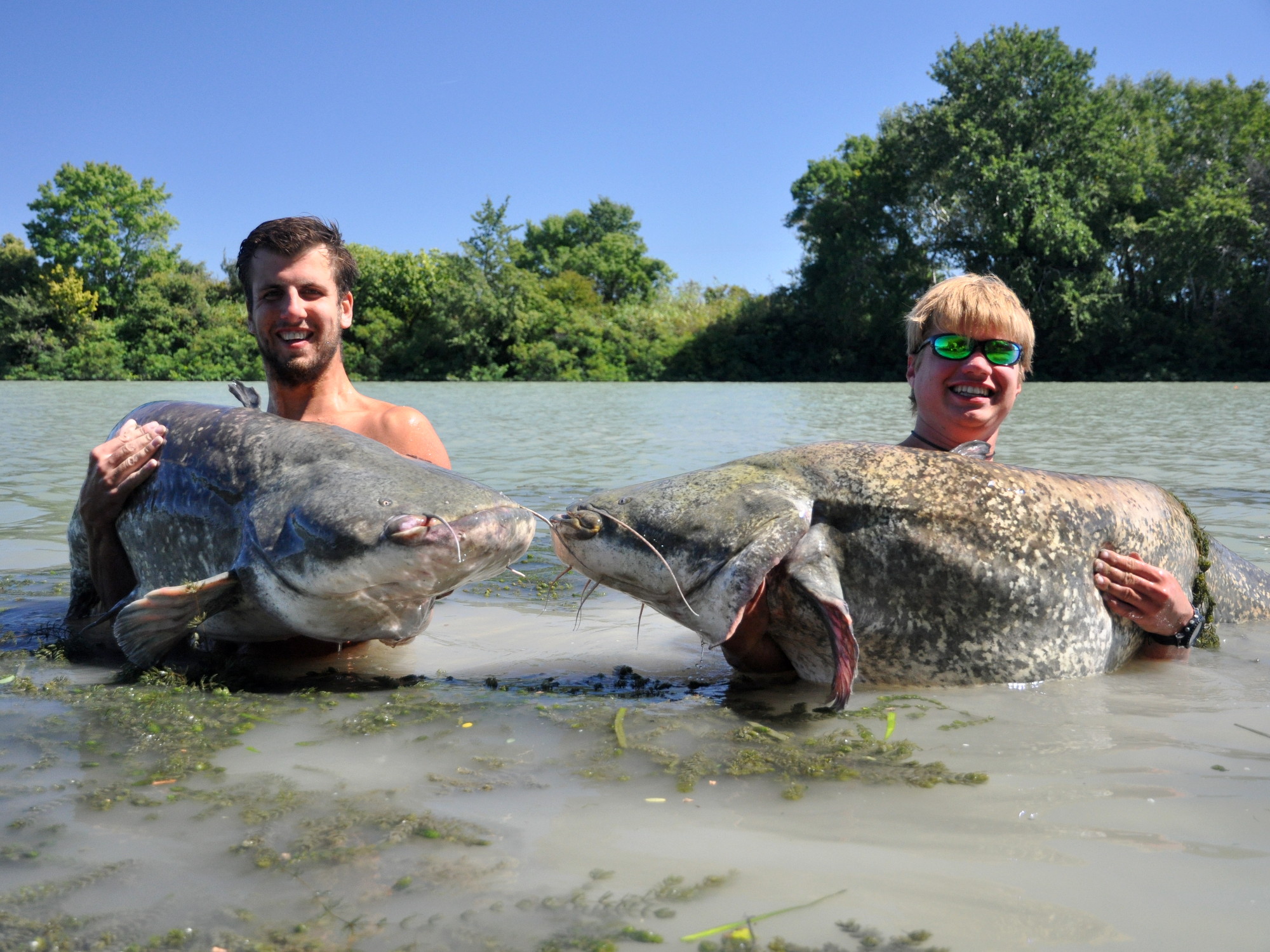 Waller-Doppelschlag mit zwei Fischen größer 200cm aus Südfrankreich