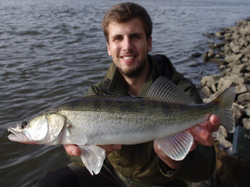 Schöner, aber kleiner Zander beim Angeln in der Elbe