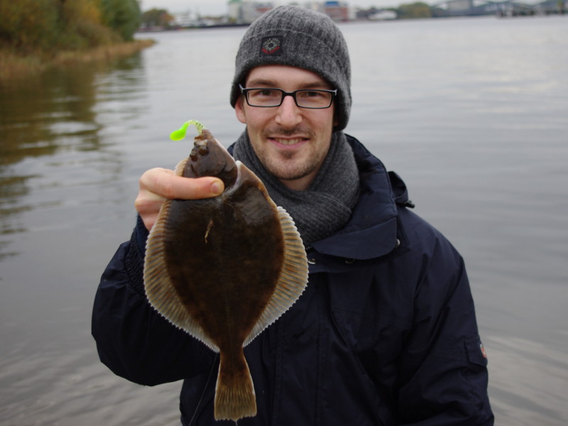 O Wunder, ne olle Flunder (Platichthys flesus) beim Angeln in der Elbe