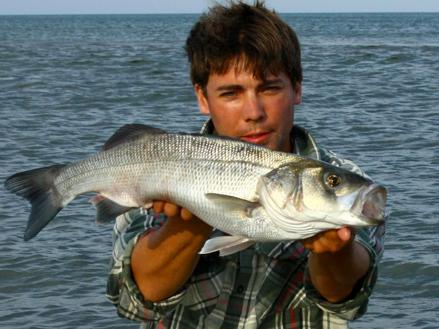 Großer Wolfsbarsch (Dicentrarchus labrax) aus dem Mittelmeer