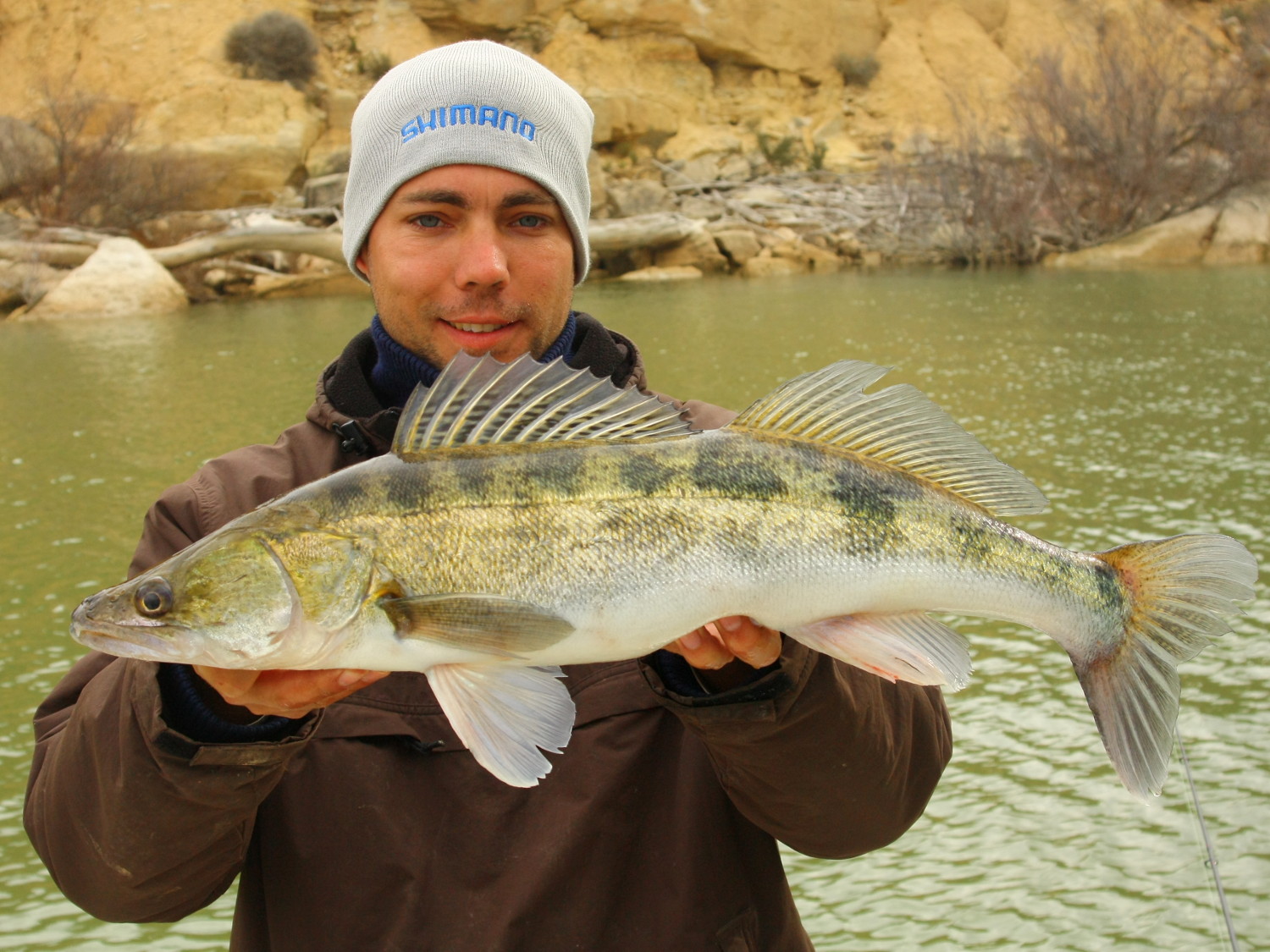 Dicker Zander (Sander lucioperca) auf Gummifisch aus dem Embalse de Mequinenza