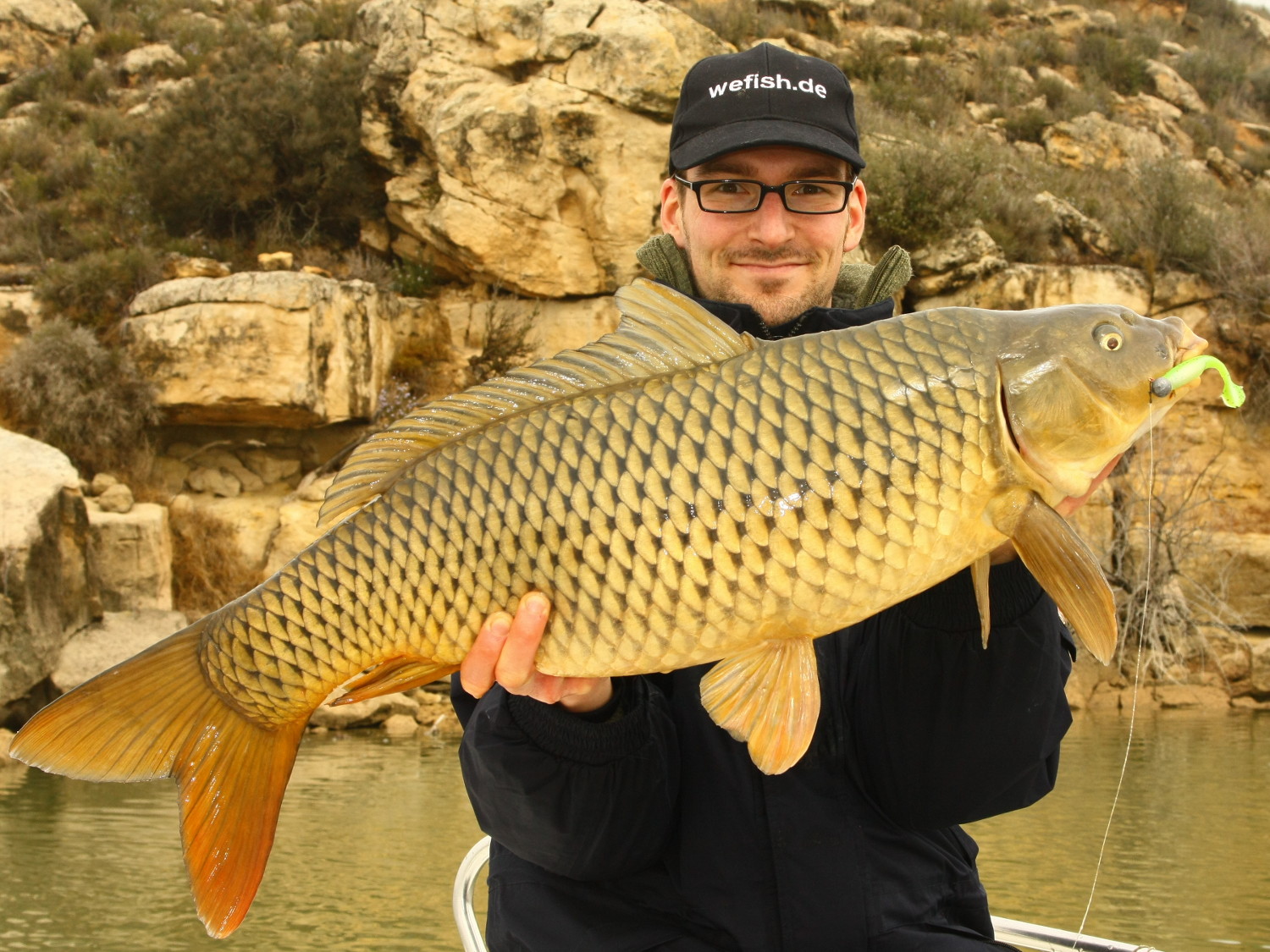 Wunderschöner Schuppenkarpfen beim Angeln im Embalse de Mequinenza