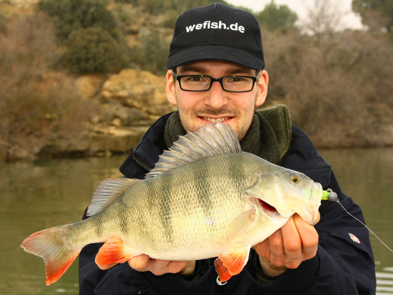 38cm Flussbarsch (Perca fluviatilis) aus dem Embalse de Mequinenza