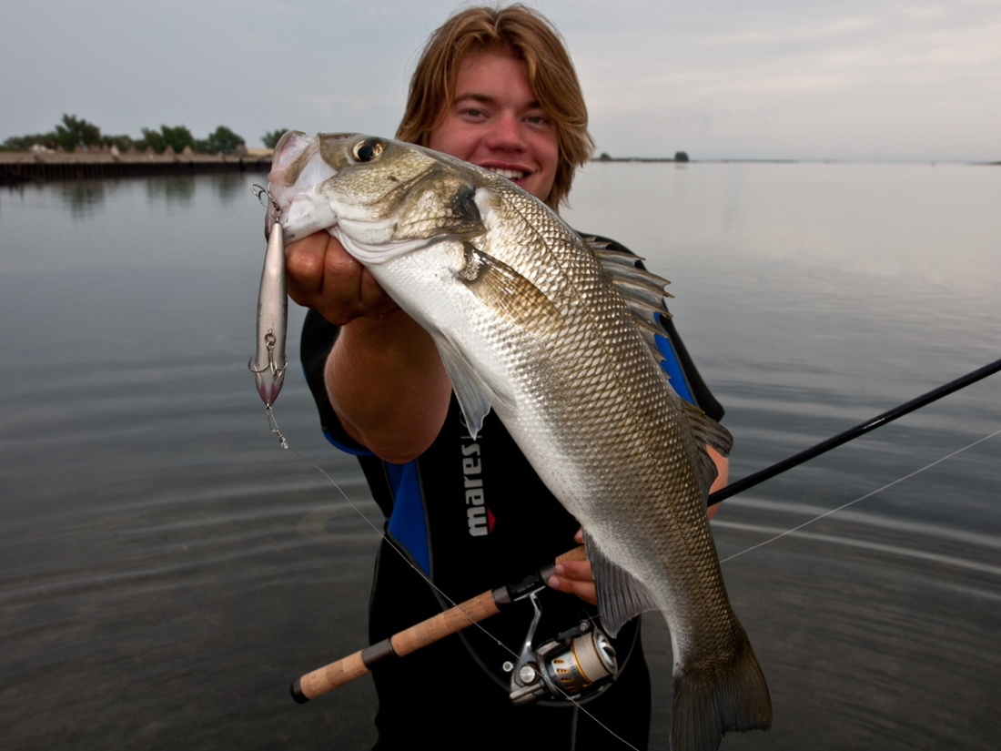 Wunderschöner Wolfsbarsch (Seabass, Dicentrarchus labrax) auf Topwater Bait beim Angeln