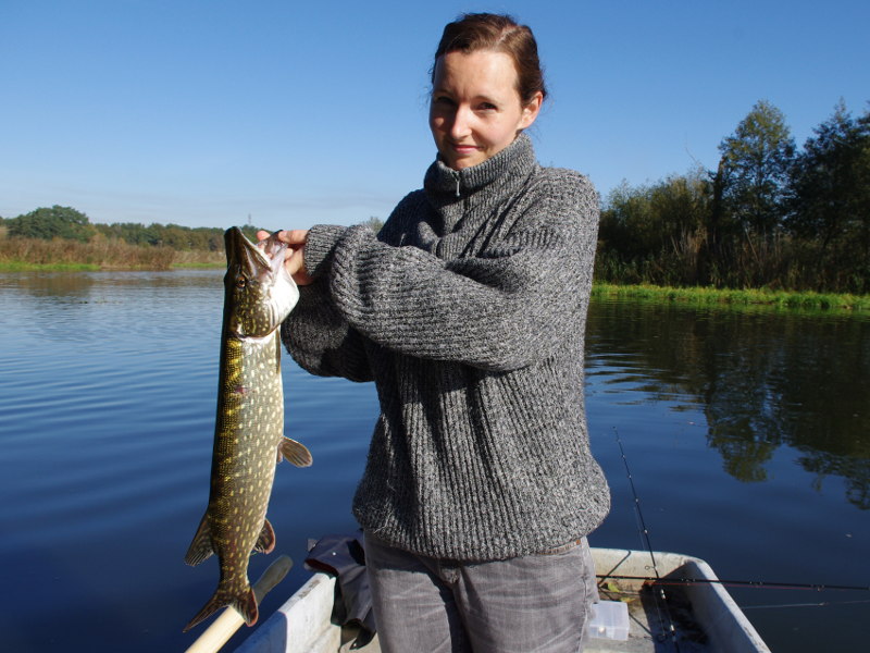 Schöner Hecht auf Spinnerbait beim Angeln in Brandenburg