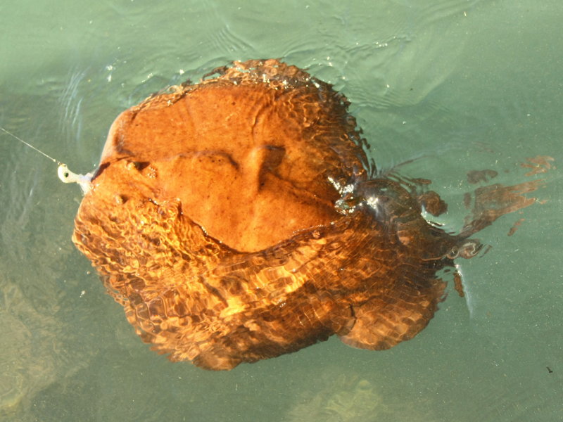 Marmor-Zitterrochen (Torpedo marmorata) auf Pollito Federjig aus dem Mittelmeer
