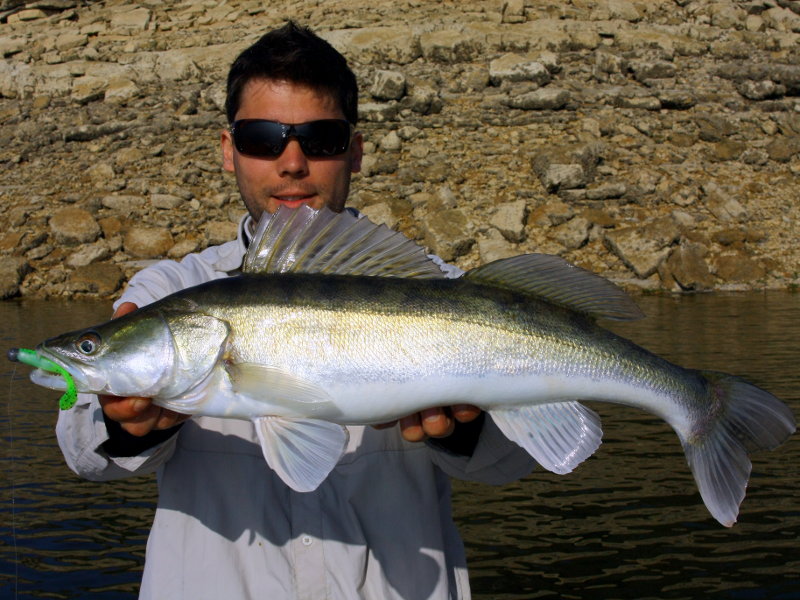 Zander beim Angeln mit Bass Assassin Gummifisch (Walleye Assassin)