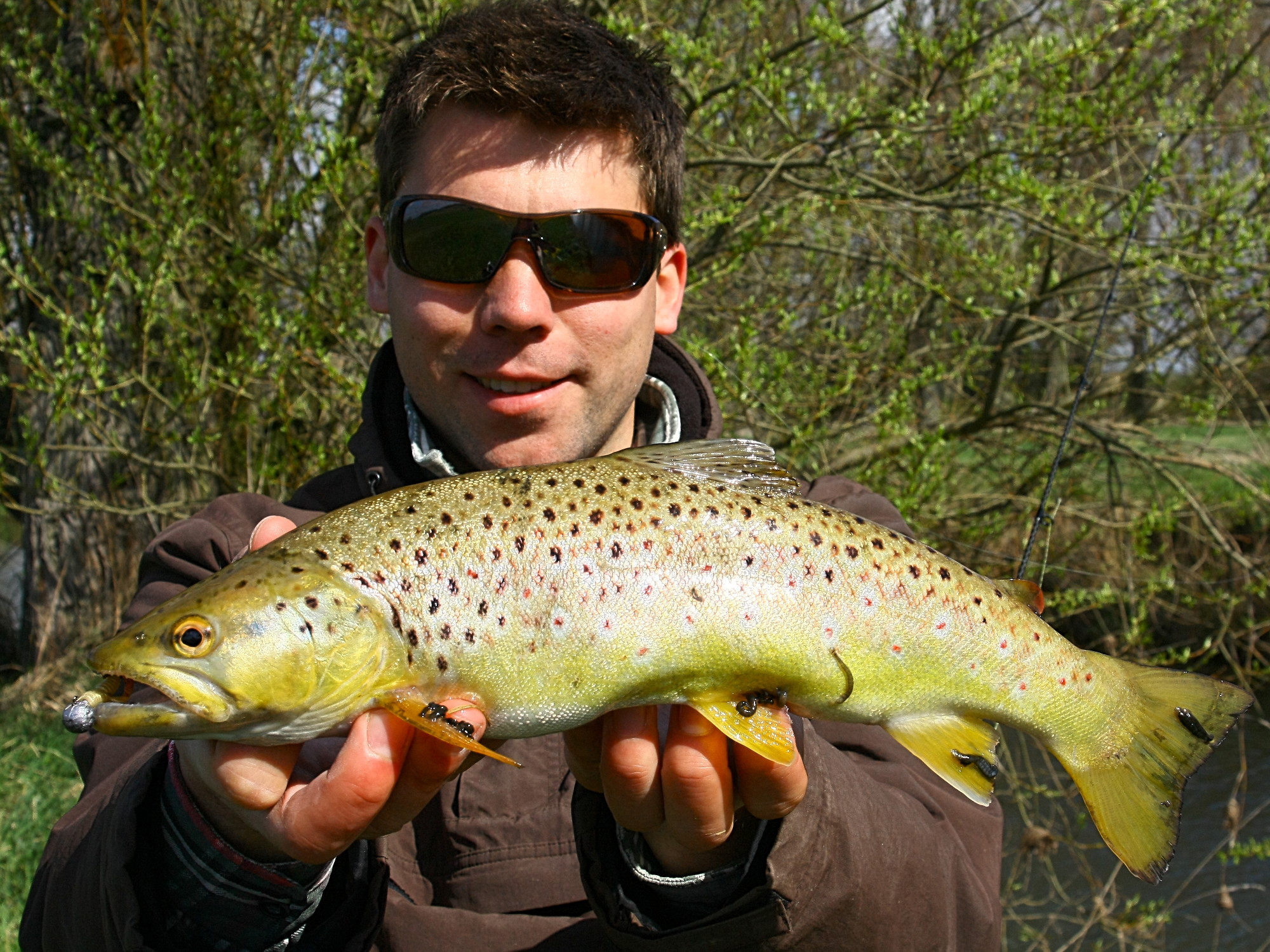 Bachforelle mit Fischegeln (Piscicola geometra) beim Angeln auf kleinen Gummifisch