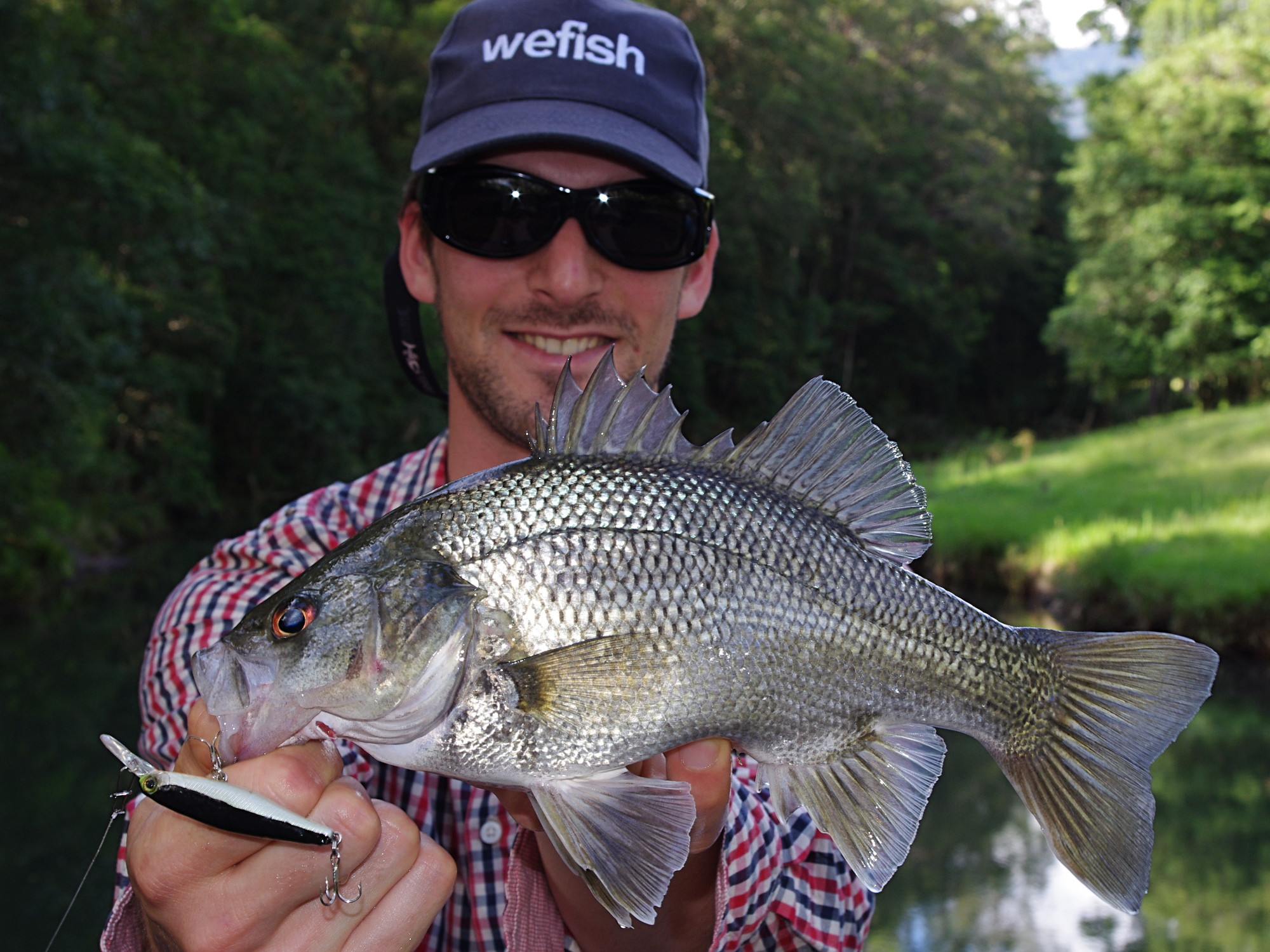 Australian Bass (Percalates novemaculeata) caught in a freshwater creek while spinfishing in Australia