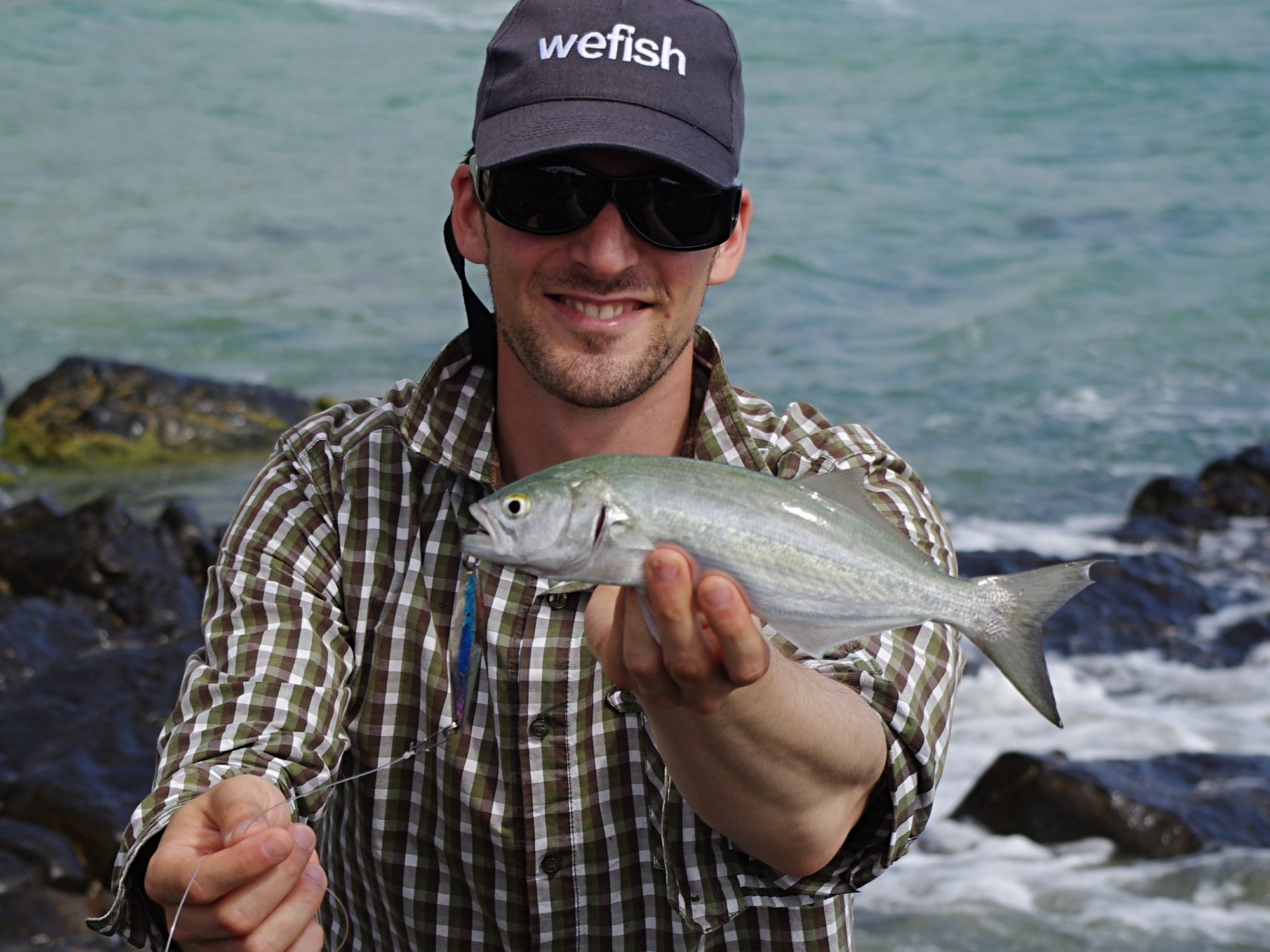 Tailor (Pomatomus saltatrix) caught in the South Pacific on a spoon while spinfishing in Australia