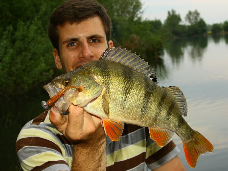 Großer Barsch (Perca fluviatilis) beim Angeln in einem See mit Keitech Easy Shiner Gummifisch