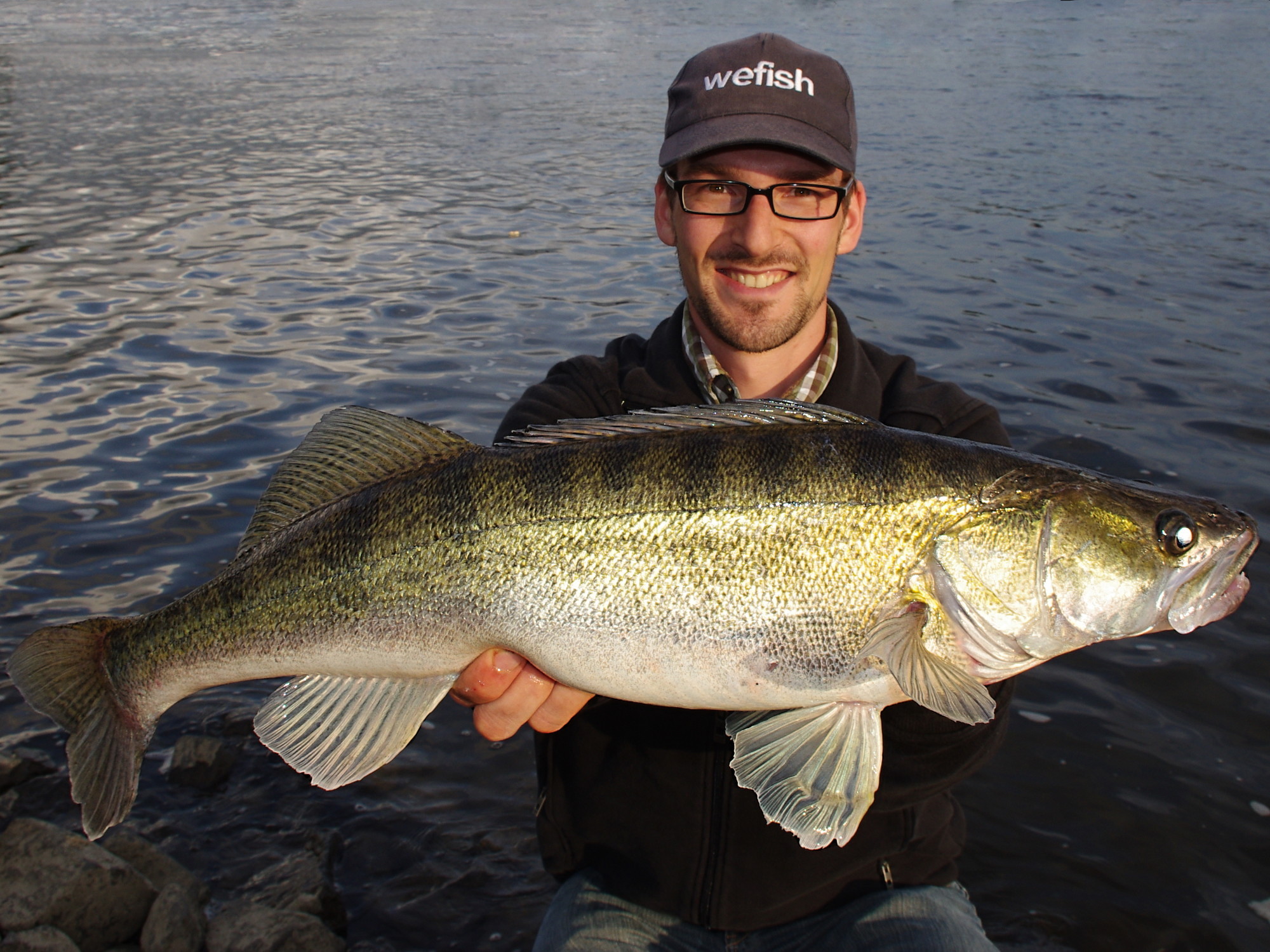 Zander aus der Elbe beim Angeln mit Gummifisch an der Steinpackung