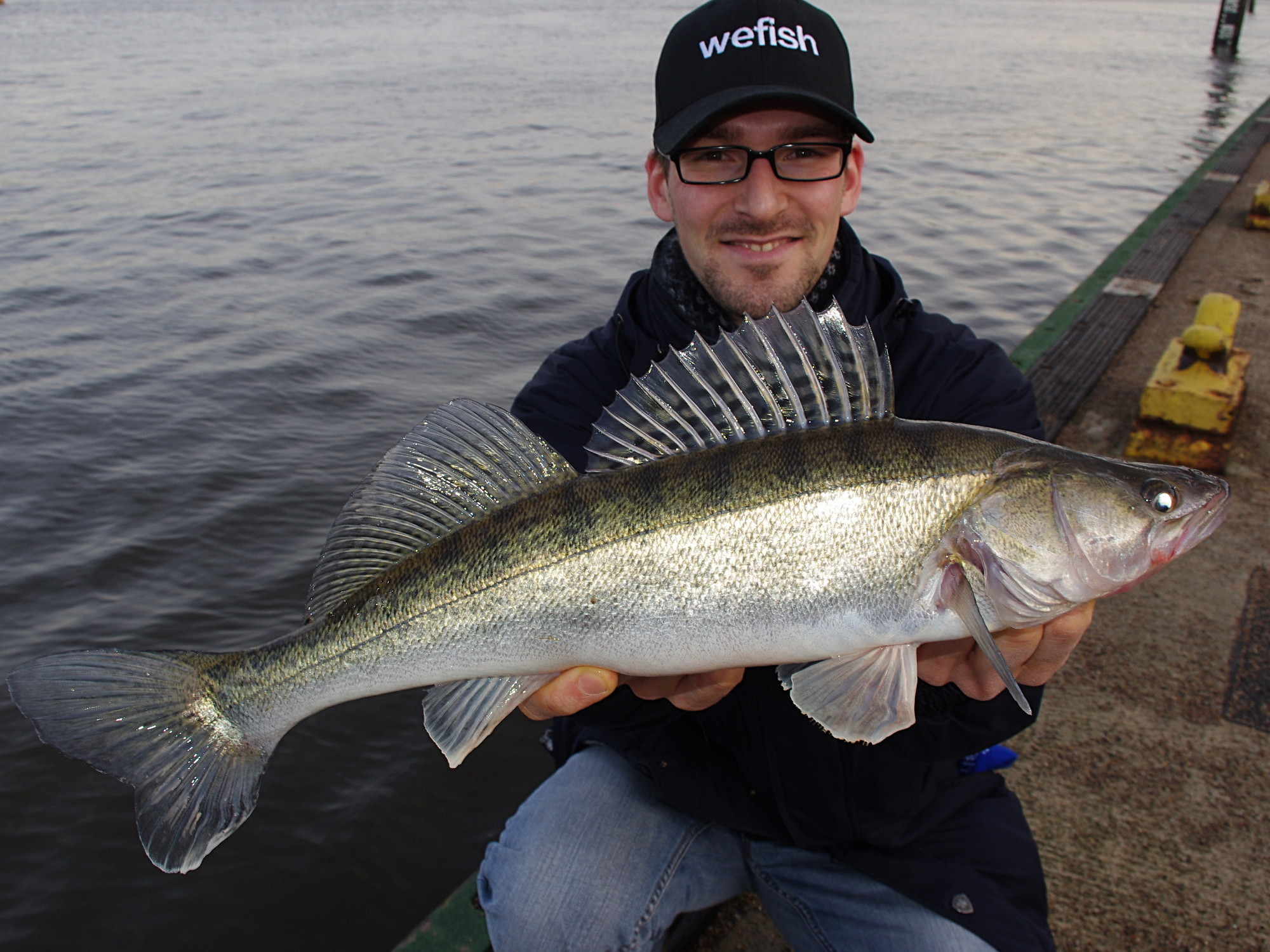 Zander aus der Elbe beim Angeln im Winter in der Strömung