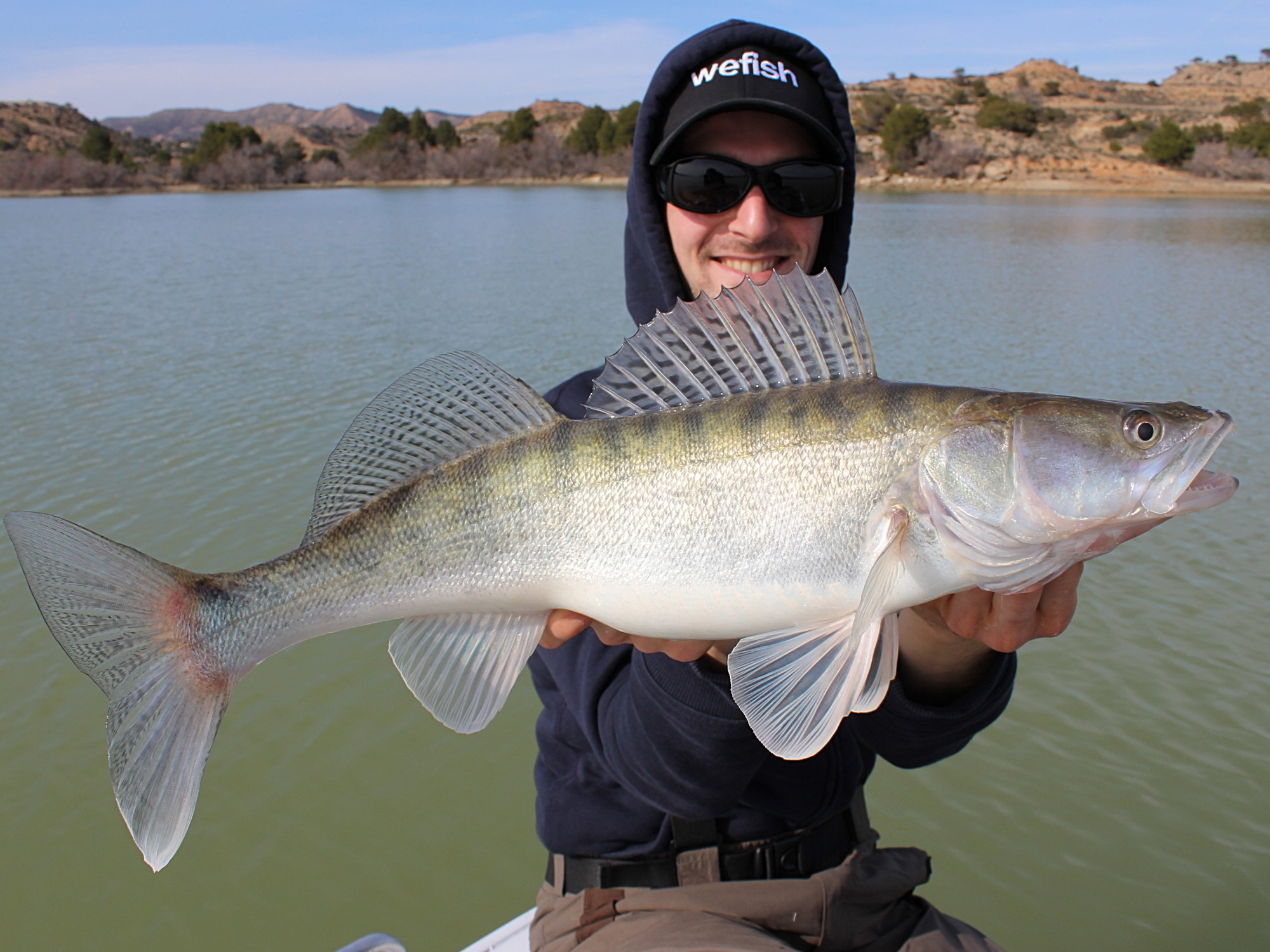 Zander aus dem Caspestausee (Spanien) beim Angeln mit Gummifisch.