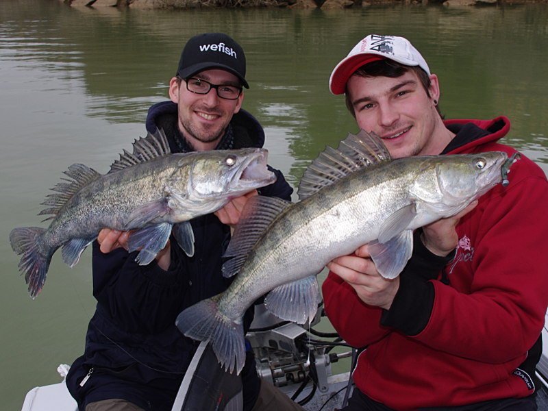 Zander Doppelfang auf den Quantum Smelt Shad Gummifisch.