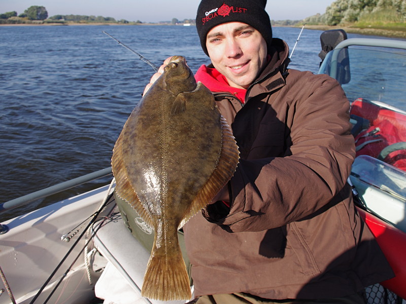 Flunder (european flounder, Plattfisch, Platichthys flesus) beim Angeln mit Gummifisch in der Elbe.